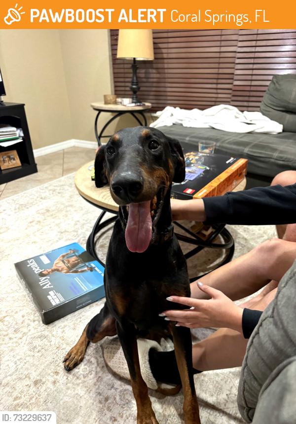 Found/Stray Male Dog last seen Coral springs country, Coral Springs, FL 33065