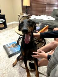 Found/Stray Male Dog last seen Coral springs country, Coral Springs, FL 33065
