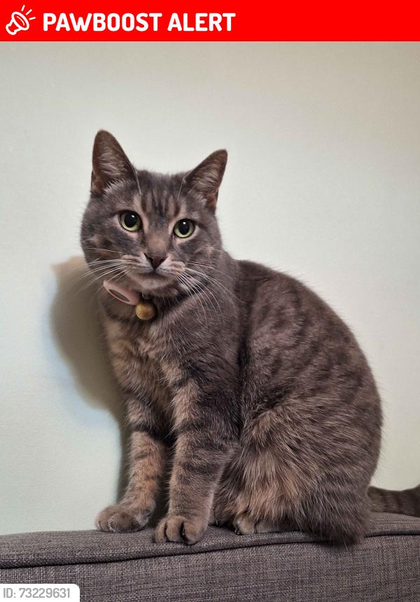 Lost Female Cat last seen major mackenzie drive, Richmond Hill, ON L4B 0J2