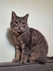 Lost Female Cat last seen major mackenzie drive, Richmond Hill, ON L4B 0J2