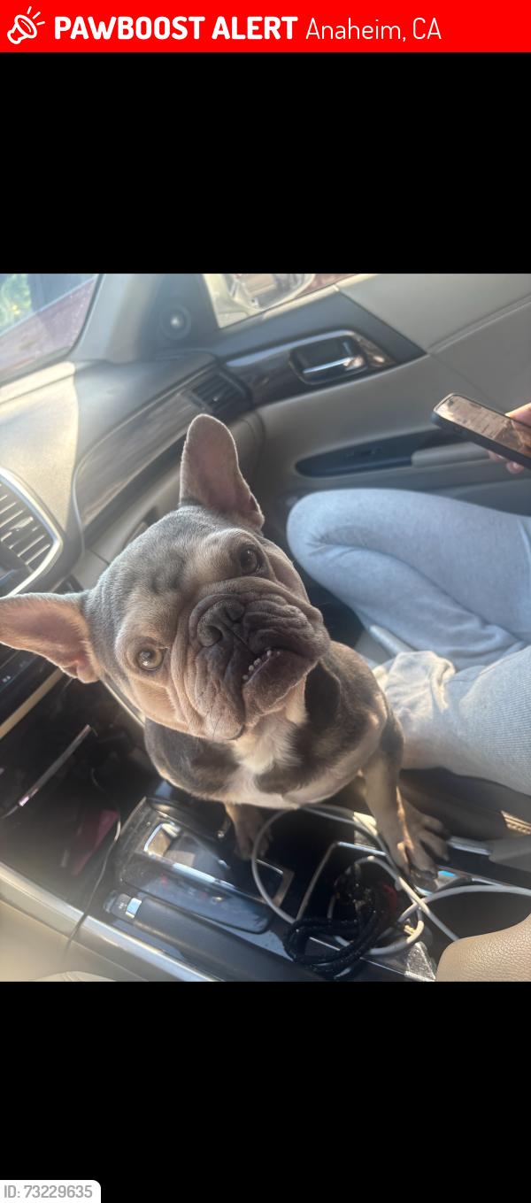 Lost Male Dog last seen Spinnaker and Simmons st, Anaheim, CA 92802