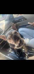 Lost Male Dog last seen Spinnaker and Simmons st, Anaheim, CA 92802