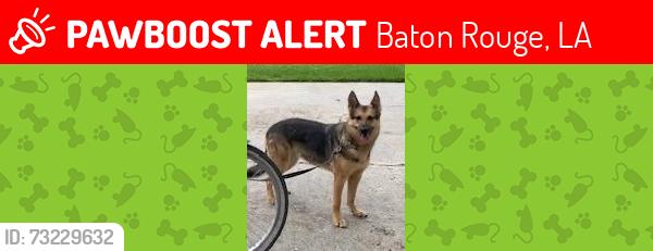 Lost Female Dog last seen Oneal Lane & George Oneal Road, Baton Rouge, LA 70817