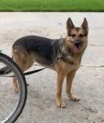 Lost Female Dog last seen Oneal Lane & George Oneal Road, Baton Rouge, LA 70817