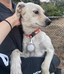 Reunited Female Dog last seen High St and International St, Oakland, CA 94601
