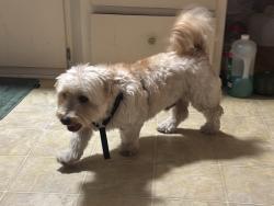 Reunited Male Dog last seen Velare st, Anaheim, CA 92804