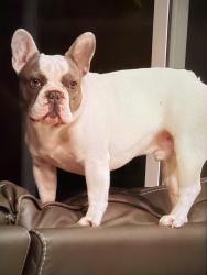 Lost Male Dog last seen Near 898 Hermston dr, San Jose, CA 95136