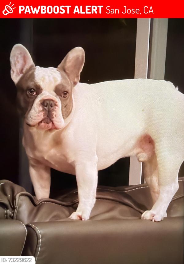 Lost Male Dog last seen Near 898 Hermston dr, San Jose, CA 95136