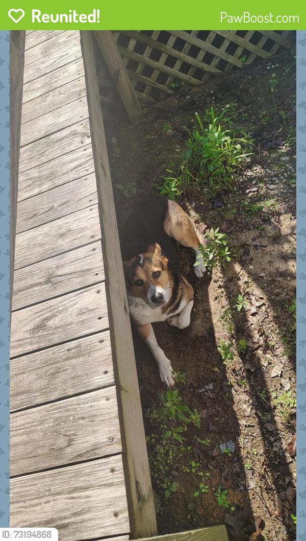 Reunited Female Dog last seen Seven paths rd spring hope, Spring Hope, NC 27882