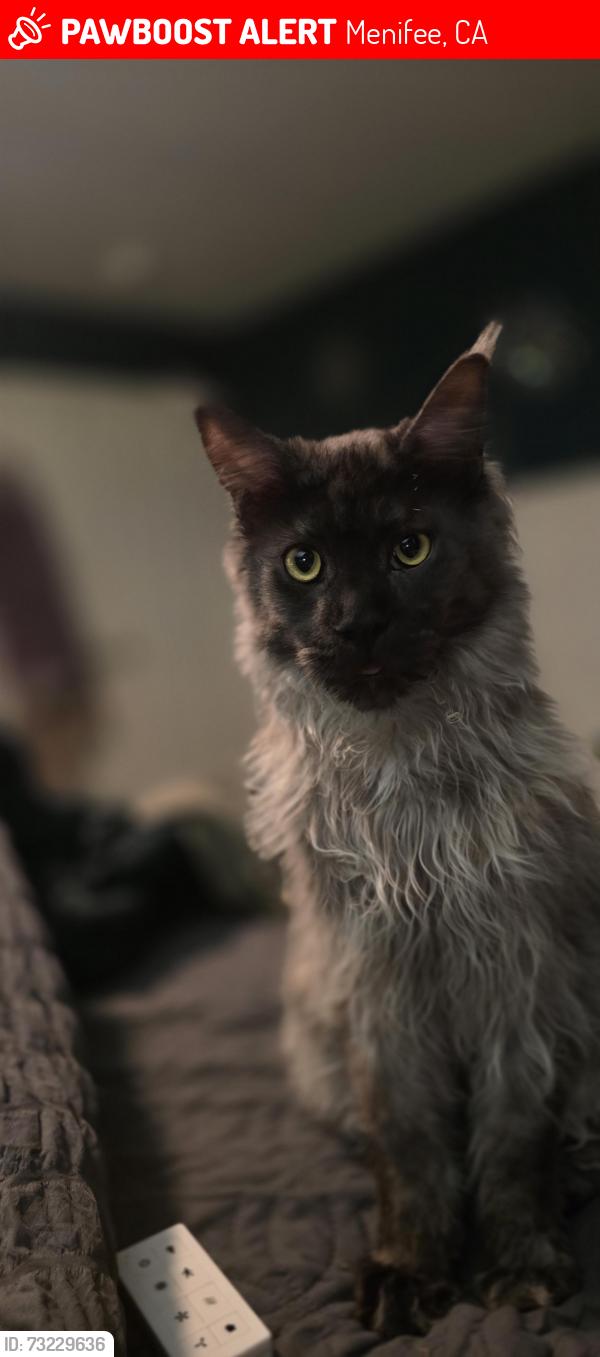 Lost Male Cat last seen Newport and Bradley, Menifee, CA 92586