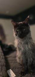 Lost Male Cat last seen Newport and Bradley, Menifee, CA 92586