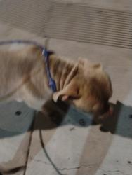 Reunited Male Dog last seen Pine Ave & Pacific Ave, Long Beach, CA 90813