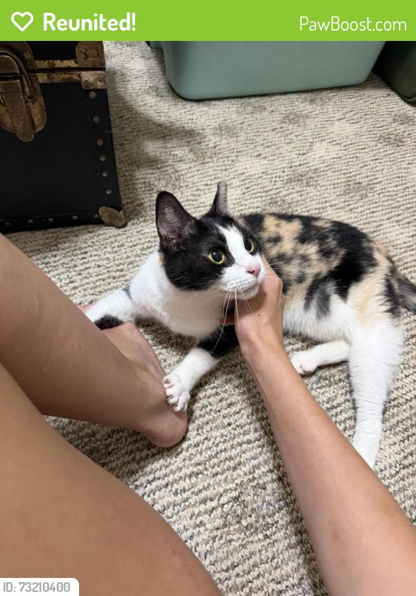 Reunited Female Cat last seen Murrywood neighborhood on crossbrook and holly spring road, Lexington County, SC 29212