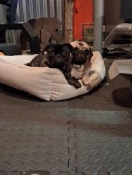 Lost Female Dog last seen Pacific way, and Pacific terrace, Longview, WA 98632