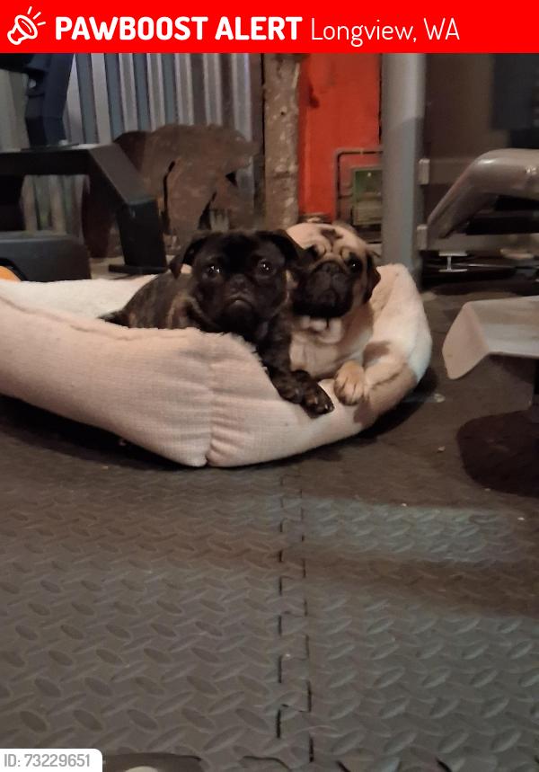 Lost Female Dog last seen Pacific way, and Pacific terrace, Longview, WA 98632