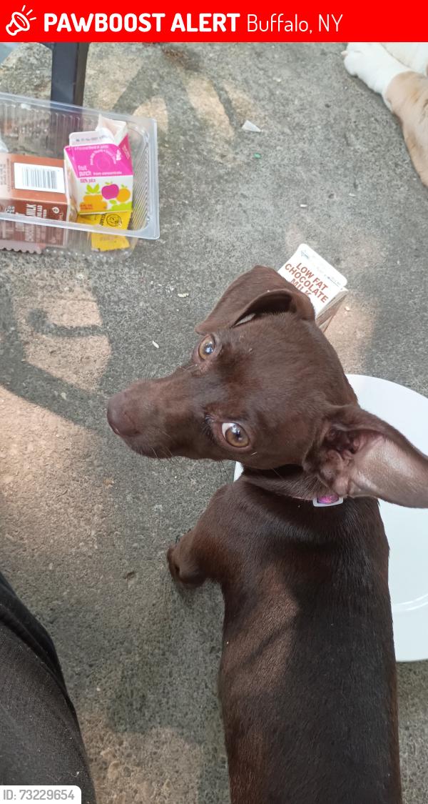 Lost Female Dog last seen Ideal st, Buffalo, NY 14206