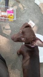 Lost Female Dog last seen Ideal st, Buffalo, NY 14206