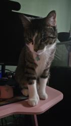 Reunited Male Cat last seen Connell Dr, Overland Park, KS 66212, USA, Overland Park, KS 66212