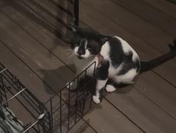 Found/Stray Unknown Cat last seen Harry and Greenwich, Wichita, KS 67207