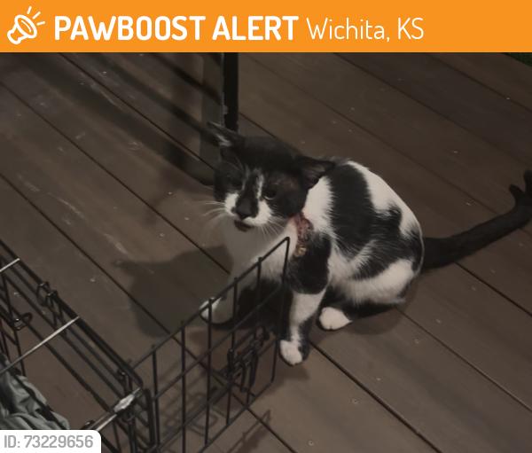 Found/Stray Unknown Cat last seen Harry and Greenwich, Wichita, KS 67207