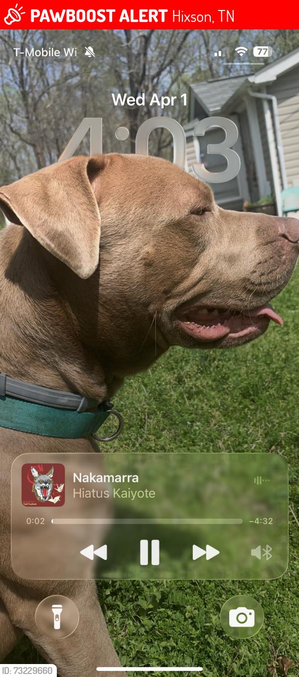 Lost Male Dog last seen Home, Hixson, TN 37343