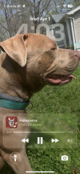 Lost Male Dog last seen Home, Hixson, TN 37343