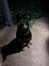 Reunited Male Dog last seen Schumacher Place, corner of Bruck and Kossuth, Columbus, OH 43206