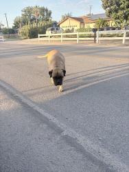 Reunited Male Dog last seen Off of Corona ave in norco ca, Norco, CA 92860