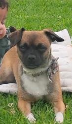Lost Female Dog last seen Madox liquor store, San Diego, CA 92105