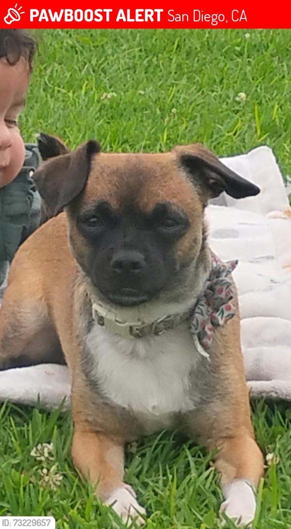 Lost Female Dog last seen Madox liquor store, San Diego, CA 92105