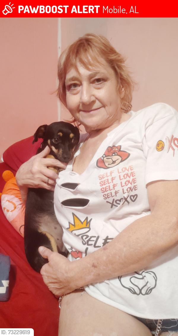 Lost Female Dog last seen Cottage Hill and University area, Mobile, AL 36609
