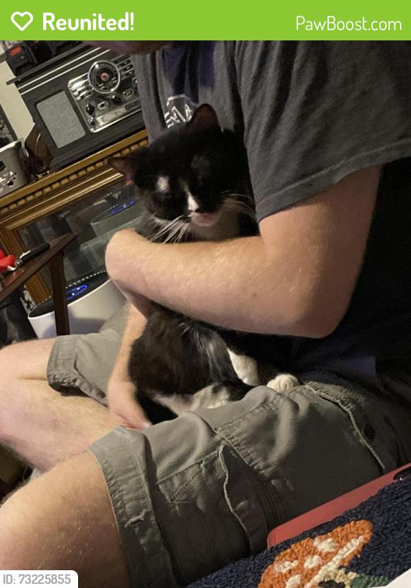 Reunited Female Cat last seen Pike ave and Perry ave sw. Near oak knoll park, Massillon, OH 44647