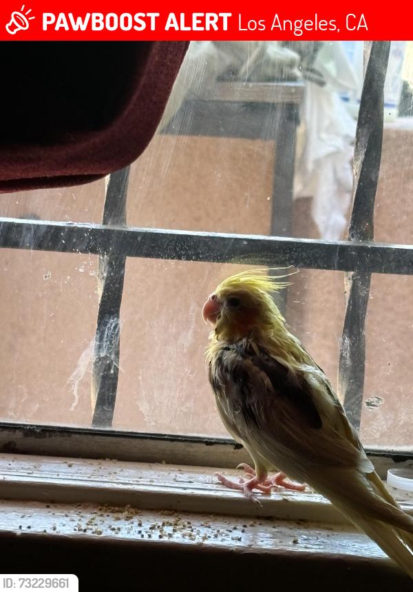Lost Female Bird last seen Los Angeles South Central, Los Angeles, CA 90011
