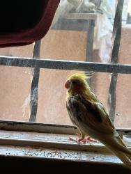 Lost Female Bird last seen Los Angeles South Central, Los Angeles, CA 90011