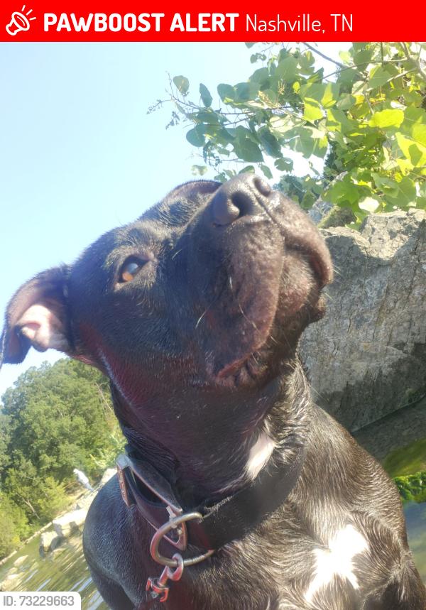 Lost Female Dog last seen Edmoson pike o nolesville pike, Nashville, TN 37211