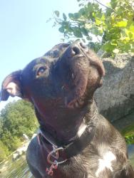 Lost Female Dog last seen Edmoson pike o nolesville pike, Nashville, TN 37211