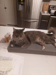 Lost Female Cat last seen Snow bar court, Folsom, CA 95630