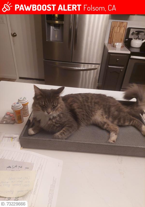 Lost Female Cat last seen Snow bar court, Folsom, CA 95630