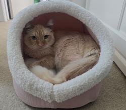 Lost Male Cat last seen Rockingham Dr & Mather Field Rd, Sacramento, CA 95827