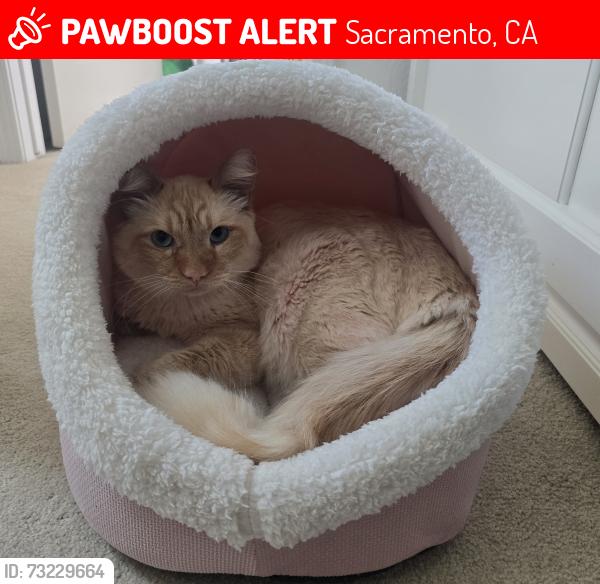 Lost Male Cat last seen Rockingham Dr & Mather Field Rd, Sacramento, CA 95827