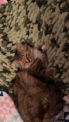 Reunited Female Cat last seen Fillmore & Ridge wood Ave, Cape Canaveral, FL 32920