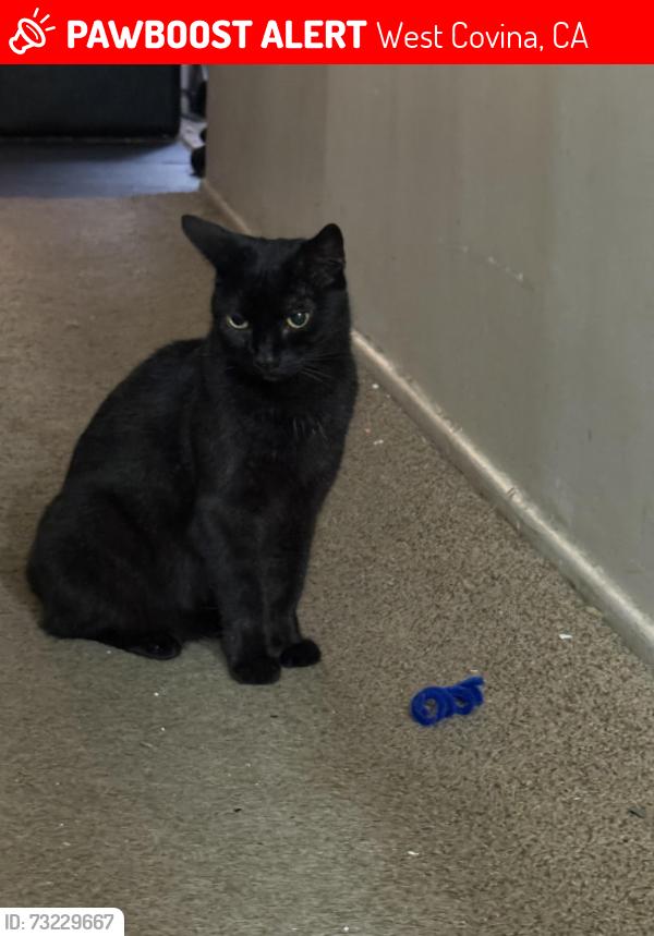 Lost Female Cat last seen S VANHORN AVE, West Covina, CA 91790
