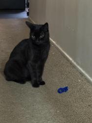 Lost Female Cat last seen S VANHORN AVE, West Covina, CA 91790