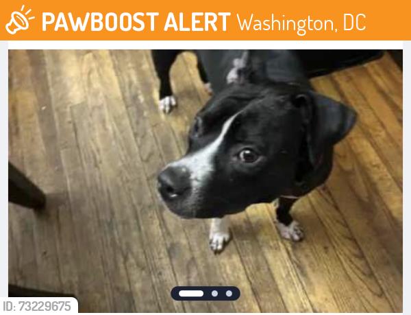 Found/Stray Unknown Dog last seen sixth and Jefferson St., Northeast by the intersection of South Dakota Ave, Washington, DC 20018