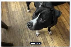 Found/Stray Unknown Dog last seen sixth and Jefferson St., Northeast by the intersection of South Dakota Ave, Washington, DC 20018