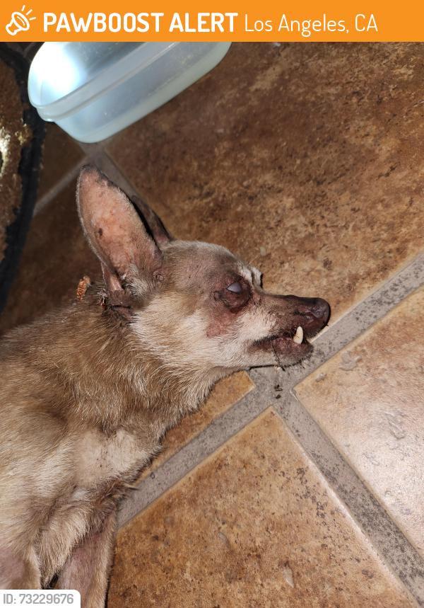 Found/Stray Male Dog last seen Prager ave and terra bella st., Los Angeles, CA 91342