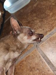 Found/Stray Male Dog last seen Prager ave and terra bella st., Los Angeles, CA 91342