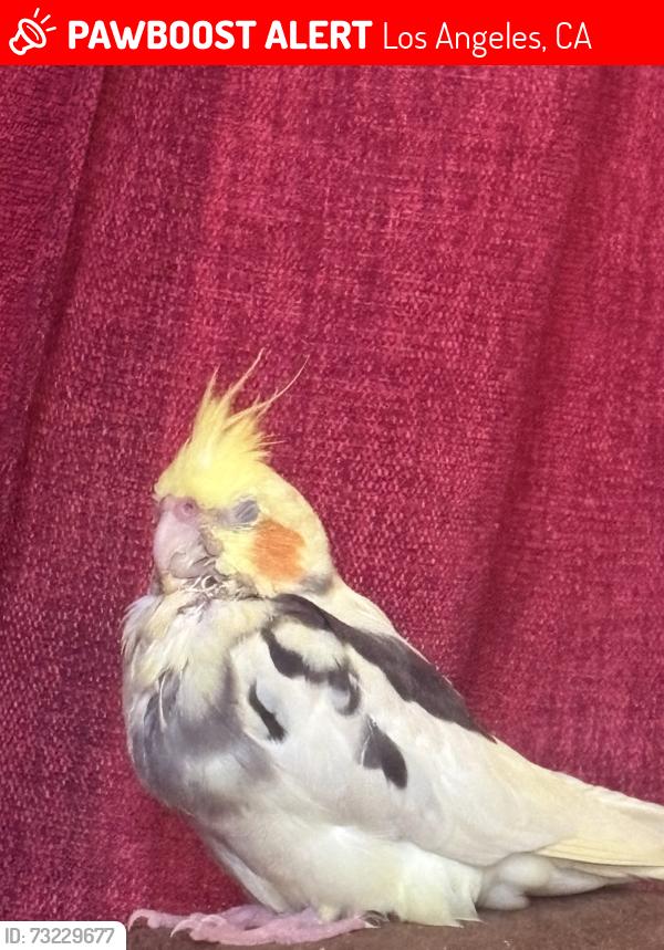 Lost Unknown Bird last seen South Los Angeles, Los Angeles, CA 90011