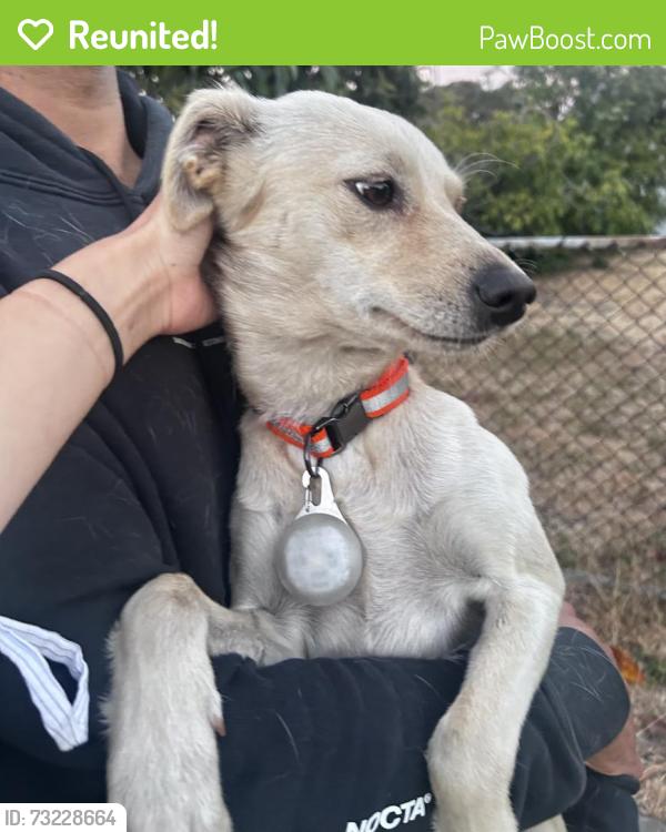 Reunited Female Dog last seen High St and International St, Oakland, CA 94601