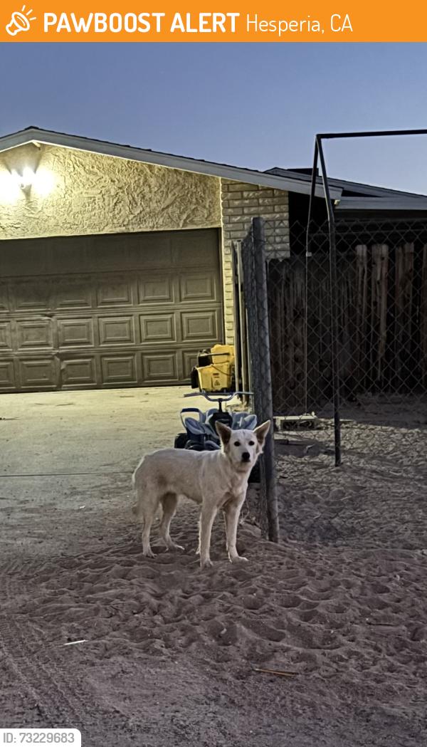 Found/Stray Unknown Dog last seen Capri and manzanita, Hesperia, CA 92345